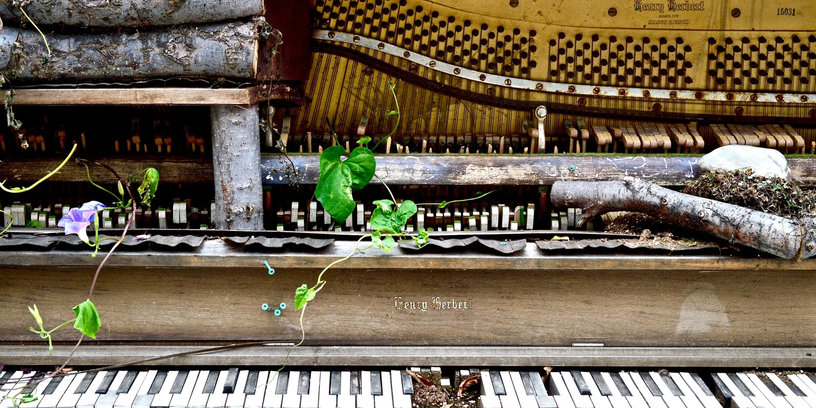 Ein altes kaputtes Piano, aus dem Pflanzen herauswachsen