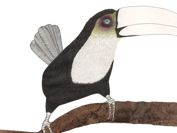 Ein gezeichneter Tukan von Ruth Reiche